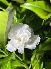 Tabernaemontana divaricata