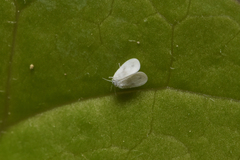 Aleyrodidae