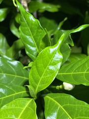 Tabernaemontana divaricata