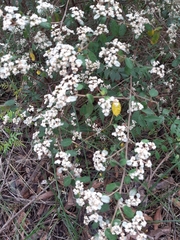 Spyridium parvifolium