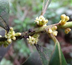 Myrsine cubana