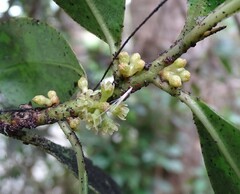Myrsine cubana
