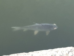 Carpiodes carpio