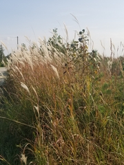 Miscanthus sacchariflorus