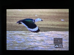 Nettapus coromandelianus