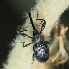 Anthonomus albopilosus