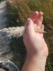 Miscanthus sacchariflorus