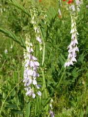 Galega officinalis