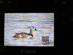 Nettapus coromandelianus