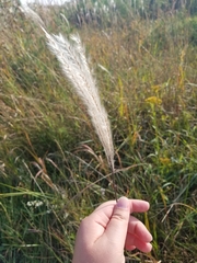 Miscanthus sacchariflorus
