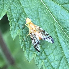 Strauzia longipennis