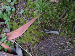 Ptychostomum capillare