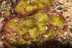 Drosera zonaria