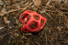 Clathrus crispus