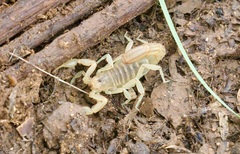 Paravaejovis spinigerus