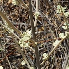 Malacothamnus fasciculatus