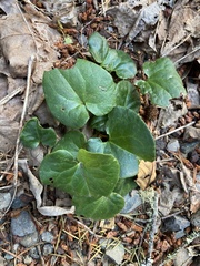 Asarum caudatum