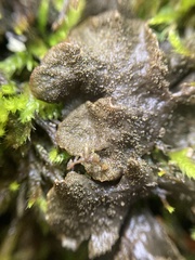 Peltigera evansiana