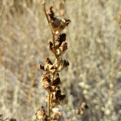 Malacothamnus fasciculatus