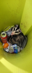 Didelphis albiventris