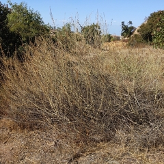 Malacothamnus fasciculatus