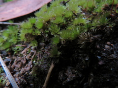 Ptychostomum capillare