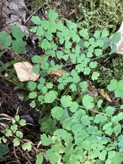 Thalictrum occidentale