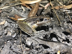 Litoria nasuta