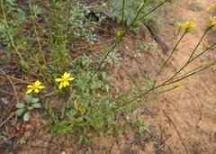 Senecio spartioides