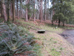 Polystichum proliferum