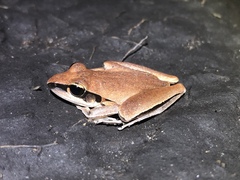 Litoria nigrofrenata