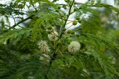Leucaena leucocephala