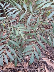 Polyscias sambucifolia