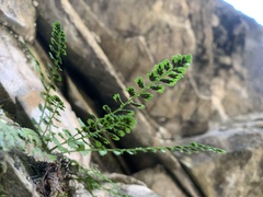 Asplenium viride