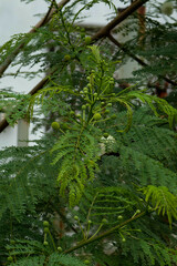 Leucaena leucocephala