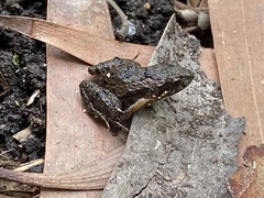 Crinia remota