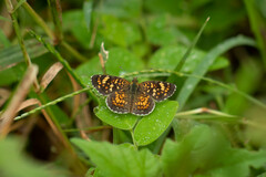 Phyciodes pallescens