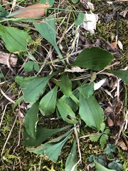 Antennaria plantaginifolia