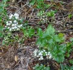 Ageratina jucunda