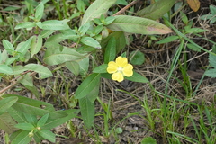 Ludwigia octovalvis