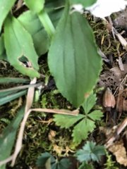 Antennaria plantaginifolia