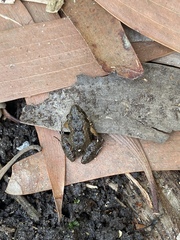 Crinia remota