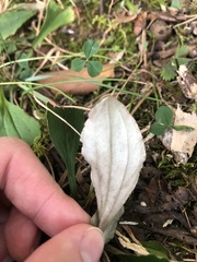 Antennaria plantaginifolia