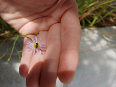 Anthophila