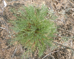 Hymenopappus filifolius