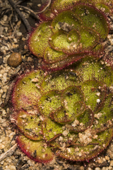 Drosera zonaria