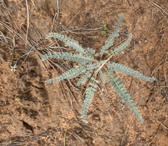 Astragalus mollissimus
