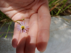 Anthophila