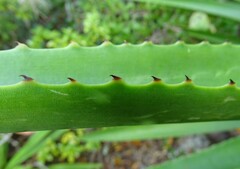 Agave decipiens