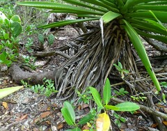 Agave decipiens